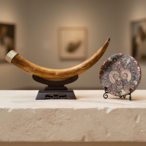 Fossils & Shells