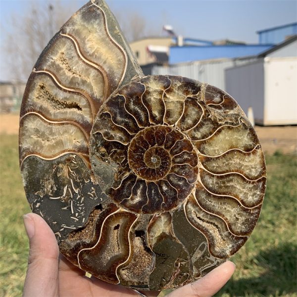 1.3 lb Natural Ammonite Fossil Slice