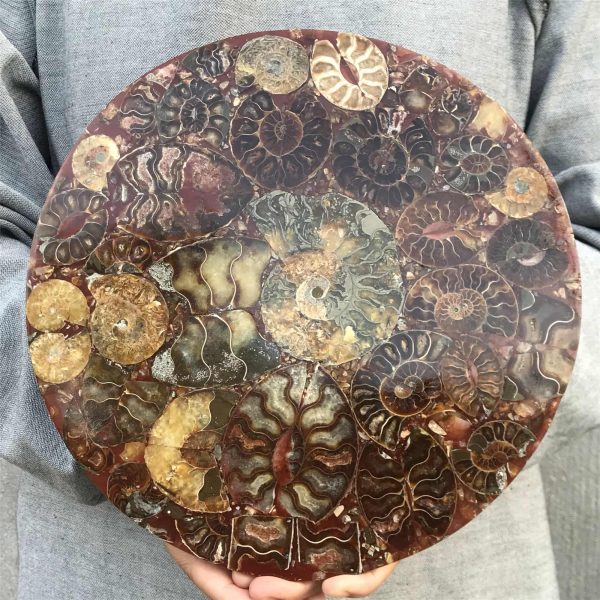 1.57 lb Natural Ammonite Fossil Slice