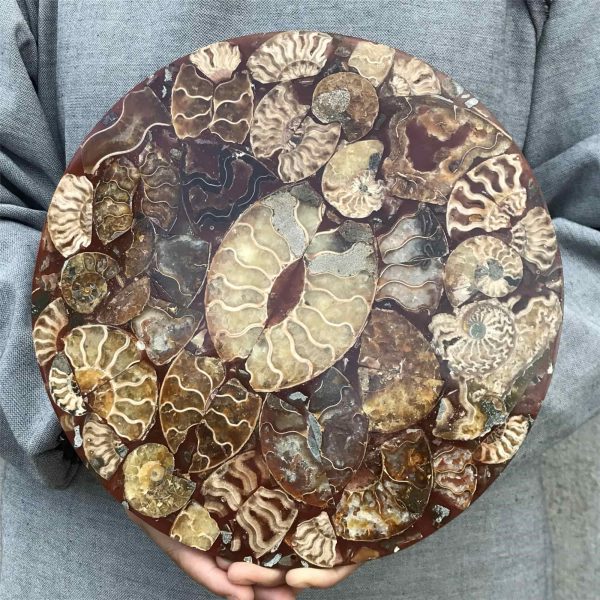 1.70 lb Natural Ammonite Fossil Slice