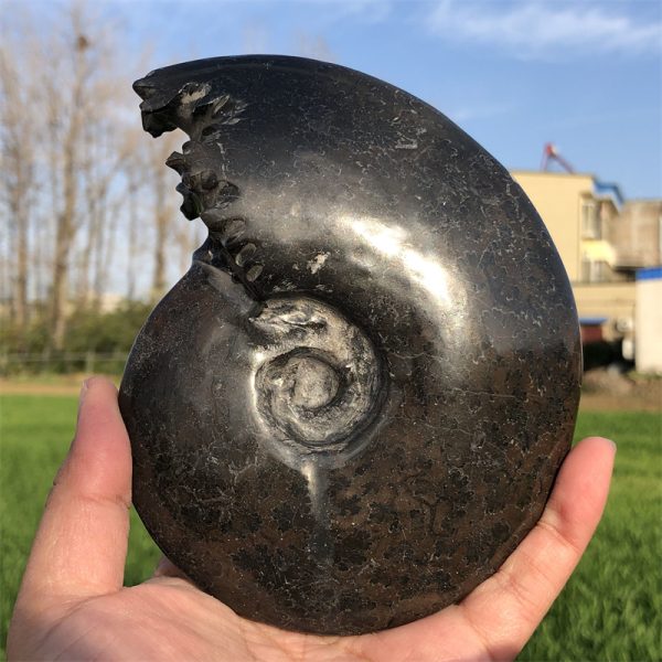 1.5 lb Natural Black Ammonite Fossil Specimen